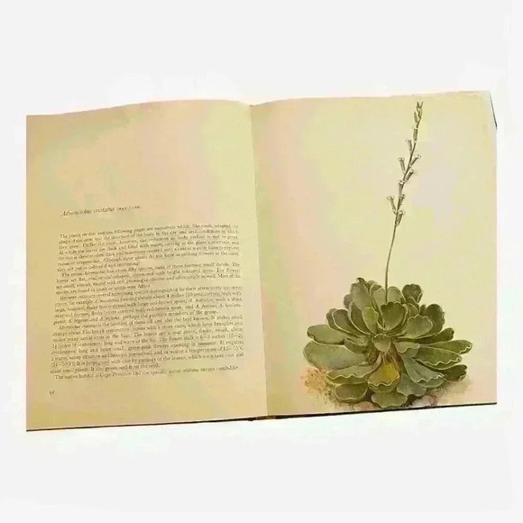 Decorative Cacti Guide to Succulent House Plants Hardcover 1973 - Picture 6 of 9